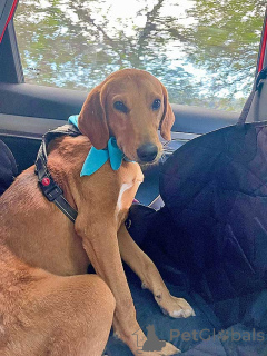 Zdjęcie №2 do zapowiedźy № 159233 na sprzedaż  pies nierasowy - wkupić się Federacja Rosyjska prywatne ogłoszenie