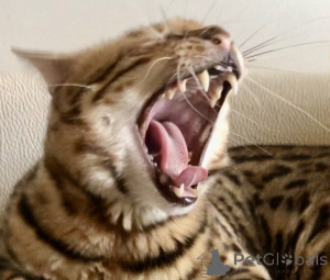 Zdjęcie №3. Kot Bengal Bengal Cat. Gruzja