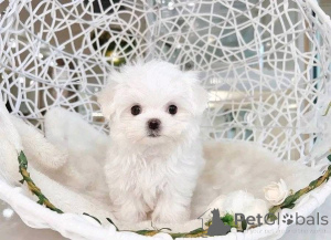 Zdjęcie №2 do zapowiedźy № 161136 na sprzedaż   - wkupić się USA 