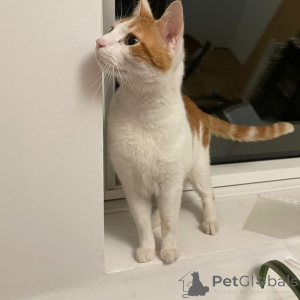 Zdjęcie №2 do zapowiedźy № 145314 na sprzedaż  kot europejski krótkowłosy - wkupić się Francja ze schronu