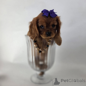 Zdjęcie №2 do zapowiedźy № 155573 na sprzedaż  cavalier king charles spaniel - wkupić się Islandia prywatne ogłoszenie