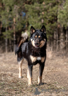 Zdjęcie №1. pies nierasowy - na sprzedaż w Rzeka Moskwa | Bezpłatny | Zapowiedź №144543