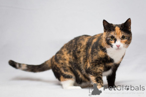 Zdjęcie №3. Cudowna Ulyana szuka domu!. Federacja Rosyjska