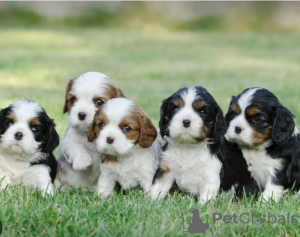 Zdjęcie №1. cavalier king charles spaniel - na sprzedaż w Stockholm | negocjowane | Zapowiedź №113190