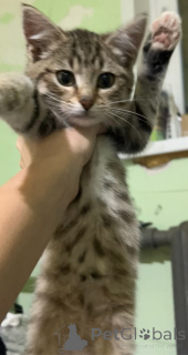 Zdjęcie №2 do zapowiedźy № 156080 na sprzedaż   - wkupić się Federacja Rosyjska 