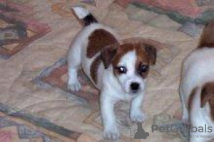 Zdjęcie №2 do zapowiedźy № 97010 na sprzedaż  jack russell terrier - wkupić się Wielka Brytania prywatne ogłoszenie