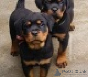 Zdjęcie №1. rottweiler - na sprzedaż w Blankenberge | 1046zł | Zapowiedź №120199