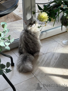 Zdjęcie №3. Perska projekcja szynszylowa srebro w Szwajcaria