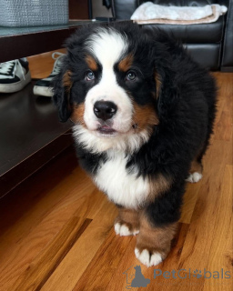 Zdjęcie №1.  - na sprzedaż w Waszyngton | negocjowane | Zapowiedź №162031