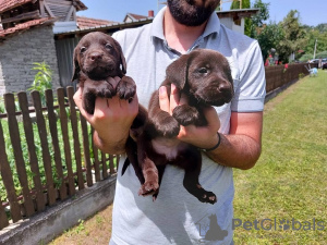 Zdjęcie №4. Sprzedam labrador retriever w Koceljeva.  - cena - negocjowane