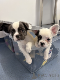 Zdjęcie №3. Französische Bulldogge Welpen zu verkaufen. Austria
