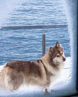 Zdjęcie №4. Sprzedam fiński lapphund w Alavus. hodowca - cena - 3012zł