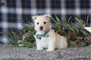 Zdjęcie №3. Oszałamiające szczenięta West Highland Terrier GOTOWE TERAZ !!. Niemcy