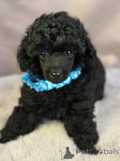 Zdjęcie №3. Elegancki szczeniak z zabawkami. Serbia