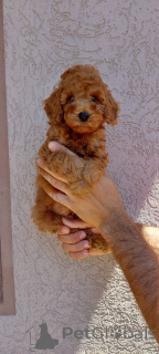 Zdjęcie №4. Sprzedam pudel (zabawka) w Belgrad. prywatne ogłoszenie - cena - negocjowane