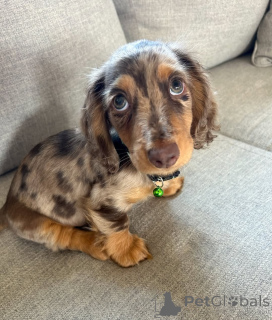 Zdjęcie №1. jamnik - na sprzedaż w Helsinki | 2392zł | Zapowiedź №163632