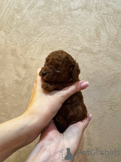 Zdjęcie №2 do zapowiedźy № 154838 na sprzedaż  pudel (zabawka) - wkupić się Federacja Rosyjska hodowca