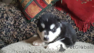 Zdjęcie №2 do zapowiedźy № 164837 na sprzedaż  alaskan malamute - wkupić się Belgia prywatne ogłoszenie, hodowca