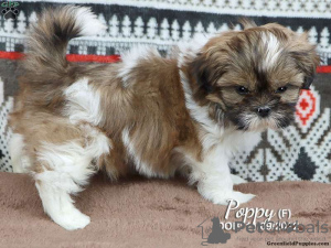 Zdjęcie №2 do zapowiedźy № 44777 na sprzedaż  shih tzu - wkupić się Niemcy 