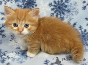 Zdjęcie №1. munchkin - na sprzedaż w Monachium | negocjowane | Zapowiedź № 155005