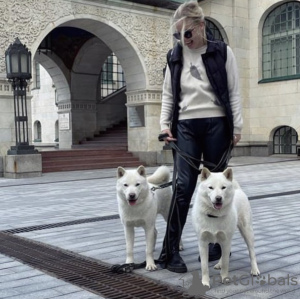 Zdjęcie №2 do zapowiedźy № 41382 na sprzedaż  hokkaido (rasa psów) - wkupić się Federacja Rosyjska od żłobka