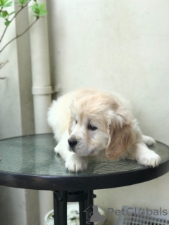 Zdjęcie №2 do zapowiedźy № 133077 na sprzedaż  golden retriever - wkupić się Holandia 