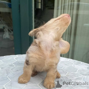 Zdjęcie №4. Sprzedam jamnik w Pekin. prywatne ogłoszenie - cena - 2549zł