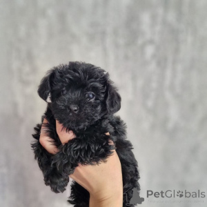 Zdjęcie №3. Poleć. Хвала на интересовању. Молимо контактирајте WhatsApp бизнис 447450021323. Czarnogóra