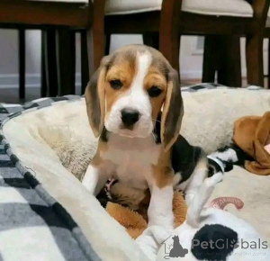 Zdjęcie №3. Szczenięta beagle do adopcji w Wirginii Zachodniej Szczenięta beagle w Wirginii. USA