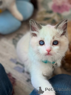 Zdjęcie №4. Sprzedam ragdoll w Venlo. hodowca - cena - negocjowane