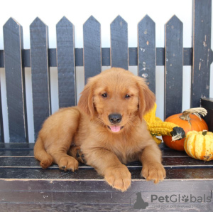 Zdjęcie №1. golden retriever - na sprzedaż w Ins | 957zł | Zapowiedź №129270