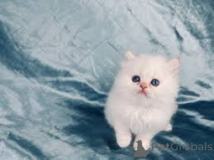 Zdjęcie №3. Piękny rodowód szynszylowy kocięta na sprzedaż. Austria