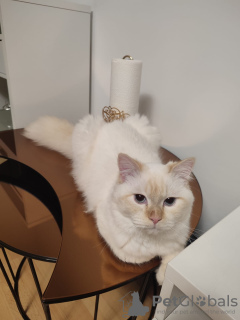 Zdjęcie №3. Tomcat Neva Masquarade. Niemcy