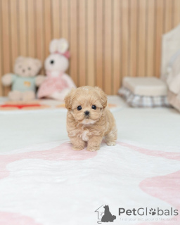 Zdjęcie №4. Sprzedam maltipu w Berlin. hodowca - cena - negocjowane