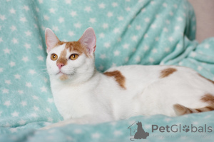 Zdjęcie №2 do zapowiedźy № 138736 na sprzedaż   - wkupić się Białoruś prywatne ogłoszenie