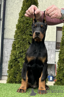 Zdjęcie №2 do zapowiedźy № 97073 na sprzedaż  doberman - wkupić się Serbia hodowca