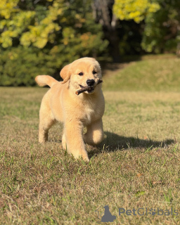 Zdjęcie №2 do zapowiedźy № 158748 na sprzedaż  golden retriever - wkupić się Niemcy hodowca