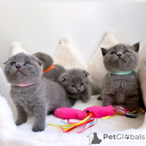 Zdjęcie №1. scottish fold - na sprzedaż w Baden-Baden | negocjowane | Zapowiedź № 170323