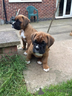 Zdjęcie №2 do zapowiedźy № 155730 na sprzedaż  bokser - wkupić się Cypr 