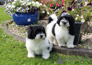 Zdjęcie №1. shih tzu - na sprzedaż w Appenzell | 1622zł | Zapowiedź №107026