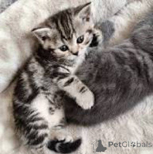 Zdjęcie №2 do zapowiedźy № 163379 na sprzedaż  kot europejski krótkowłosy - wkupić się Szwajcaria prywatne ogłoszenie, hodowca