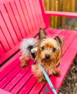 Zdjęcie №3. Sprzedam śliczne urocze szczenięta Yorkie, skontaktuj się z firmą WhatsApp. Niemcy