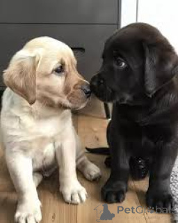 Zdjęcie №3. Sprzedam szczenięta labradora retrievera. USA