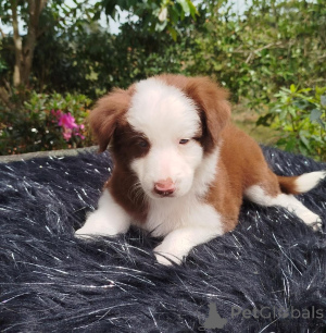 Zdjęcie №2 do zapowiedźy № 168861 na sprzedaż  border collie - wkupić się Republika Czeska prywatne ogłoszenie