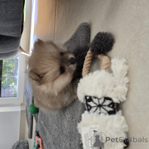 Zdjęcie №1. szpic miniaturowy - na sprzedaż w Hannover | 9567zł | Zapowiedź №138657