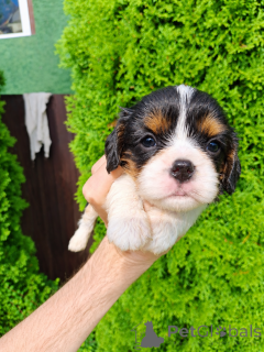 Zdjęcie №4. Sprzedam cocker spaniel amerykański, cocker spaniel angielski, springer spaniel angielski, springer spaniel walijski, irlandzki spaniel dowodny, cavalier king charles spaniel, cavalier king charles spaniel, clumber spaniel, russian spaniel, spaniel tybetański w Wilno. prywatne ogłoszenie, od żłobka, hodowca - cena - 5262zł