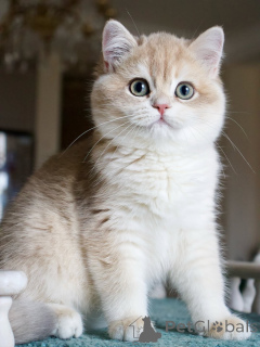 Zdjęcie №2 do zapowiedźy № 159566 na sprzedaż  kot brytyjski krótkowłosy - wkupić się Islandia prywatne ogłoszenie