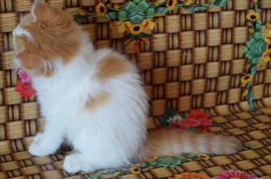 Zdjęcie №4. Sprzedam highland-straights w Dnipro. prywatne ogłoszenie - cena - 994zł