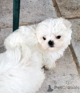 Zdjęcie №4. Sprzedam maltańczyk w Wolfsburg. hodowca - cena - 1005zł