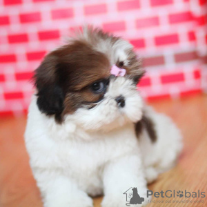 Zdjęcie №1. shih tzu - na sprzedaż w Berlin | negocjowane | Zapowiedź №13445